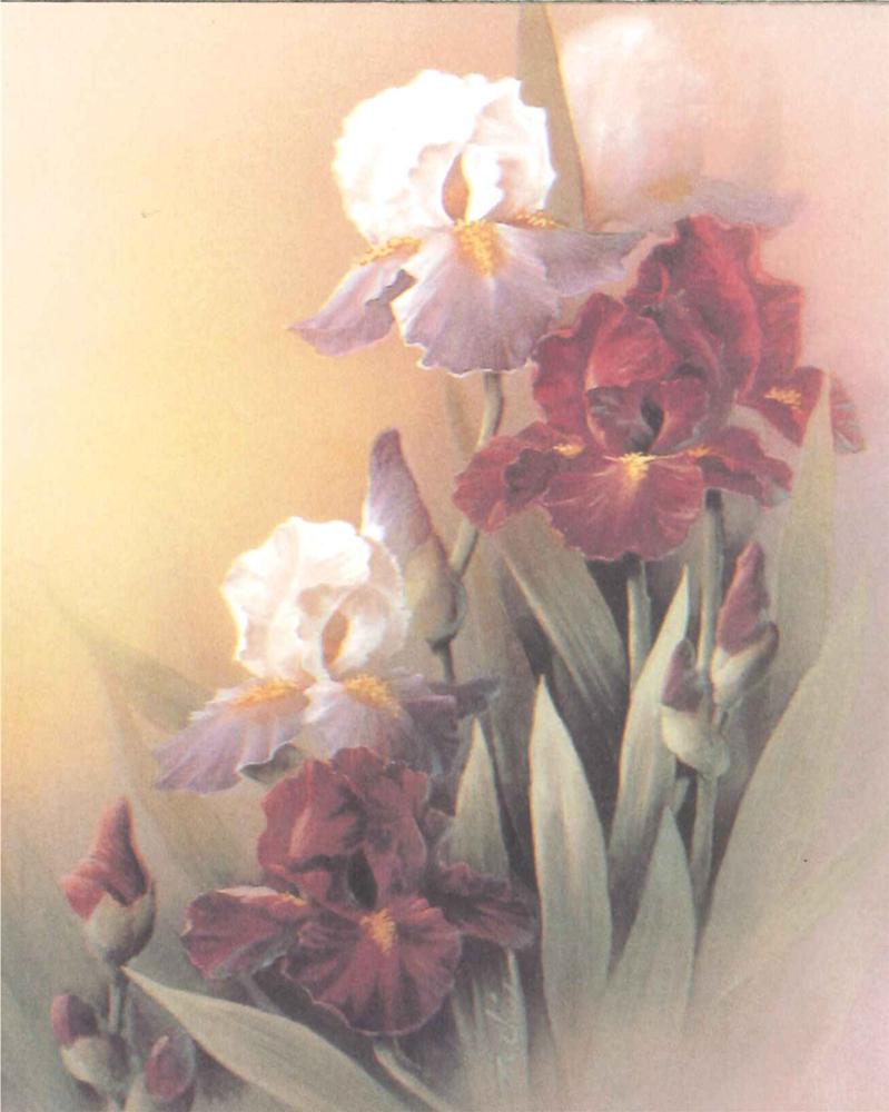 Burgundy Iris