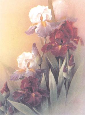 Burgundy Iris